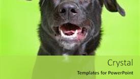  Presentation with dog shelter - Theme enhanced with cute-studio-photo background and a yellow colored foreground