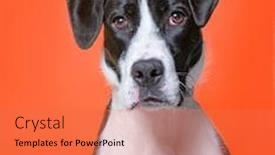  Presentation with dog shelter - PPT layouts featuring cute-studio-photo background and a coral colored foreground