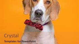  Presentation with dog shelter - Colorful PPT layouts enhanced with cute-studio-photo backdrop and a gold colored foreground