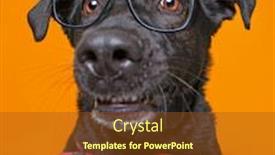  Presentation with dog shelter - Amazing slide deck having cute-studio-photo backdrop and a tawny brown colored foreground