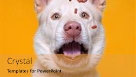  Presentation with dog shelter - Slide deck consisting of cute-studio-photo background and a gold colored foreground