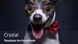  Presentation with dog shelter - Theme having cute-studio-photo background and a wine colored foreground