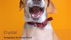  Presentation with dog shelter - Slides having cute-studio-photo background and a gold colored foreground