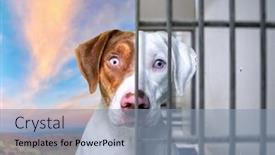  Presentation with dog shelter - PPT layouts featuring cute-studio-photo background and a light blue colored foreground