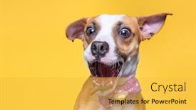  Presentation with dog shelter - Colorful theme enhanced with cute-studio-photo backdrop and a yellow colored foreground