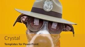  Presentation with dog shelter - Presentation design enhanced with cute-studio-photo background and a gold colored foreground