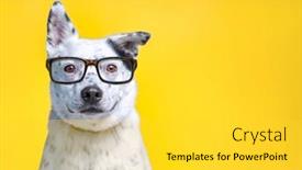  Presentation with dog shelter - Presentation consisting of cute-studio-photo background and a yellow colored foreground