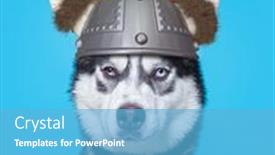  Presentation with dog shelter - Colorful presentation enhanced with cute-studio-photo backdrop and a light blue colored foreground