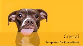  Presentation with shot - Presentation theme consisting of cute-studio-shot background and a gold colored foreground