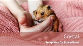  Presentation with home care - Slide deck consisting of cute-syrian-hamster-in-girls background and a red colored foreground