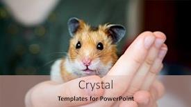  Presentation with home care - Beautiful theme featuring cute-syrian-hamster-in-girls backdrop and a lemonade colored foreground