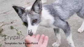  Presentation with cute - Colorful slide set enhanced with cute-tamed-foxes-playing backdrop and a light gray colored foreground
