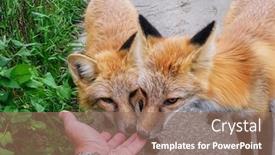  Presentation with cute - PPT theme featuring cute-tamed-foxes-playing background and a coral colored foreground