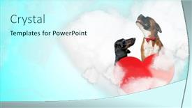  Presentation with boxer dog - Colorful PPT layouts enhanced with cute-teckel-dog-looking backdrop and a cool aqua colored foreground