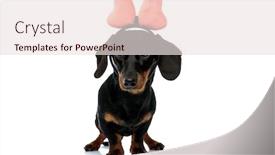  Presentation with forward - Theme with cute-teckel-puppy-wearing-bow background and a sky blue colored foreground