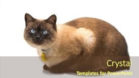  Presentation with thai - Presentation enhanced with cute-thai-brown-with-beige background and a tawny brown colored foreground