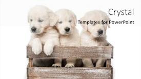  Presentation with golden - PPT layouts with cute-three-funny-golden-retriever background and a white colored foreground