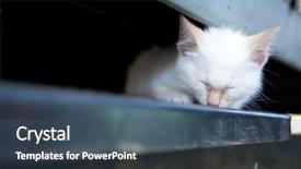  Presentation with kitten - Cool new presentation theme with cute tiny white kitten sleeping backdrop and a ocean colored foreground