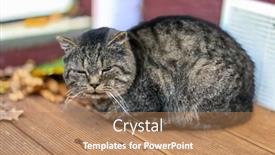  Presentation with tranquil - PPT theme consisting of cute-tranquil-gray-tabby-cat background and a coral colored foreground