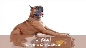  Presentation with boxer dog - Colorful presentation design enhanced with cute travellers - beautiful boxer dog on suitcase backdrop and a coral colored foreground