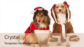  Presentation with dogs - Slides with cute two dogs wearing santa costume over white background background and a coral colored foreground