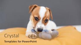  Presentation with old dog - Presentation theme having cute-two-months-old-jack background and a yellow colored foreground
