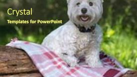  Presentation with preschooler outside - Cool new slide deck with cute-west-highland-terrier-outside backdrop and a tawny brown colored foreground