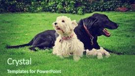  Presentation with old west - Amazing presentation theme having cute west highland terrier puppy dog that has been groomed sitting with an old black labrador retriever in a park setting toned with a retro vintage instagram filter effect app or action backdrop and a tawny brown colored foreground