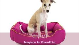  Presentation with pink white - Slide deck consisting of cute-whippet-puppy-sitting background and a violet colored foreground