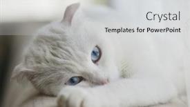  Presentation with lays - PPT theme having cute-white-cat-lays background and a light gray colored foreground