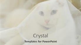  Presentation with blue curtain - Presentation theme featuring cute-white-cat-with-blue background and a light gray colored foreground