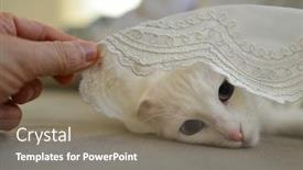  Presentation with blue curtain - Presentation enhanced with cute-white-cat-with-blue background and a gray colored foreground