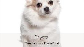  Presentation with paw - Theme enhanced with cute-white-chihuahua-dog-begging background and a light gray colored foreground