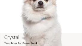  Presentation with paw - Presentation theme featuring cute-white-chihuahua-dog-begging background and a light gray colored foreground