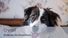  Presentation with vintage - Theme with cute-white-dog-in-bed background and a light blue colored foreground