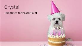  Presentation with cake dog - Amazing slide deck having cute-white-dog-with-birthday backdrop and a lemonade colored foreground