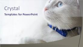  Presentation with kitten - Amazing presentation design having cute-white-kitten-head-shot backdrop and a sky blue colored foreground