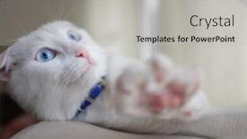  Presentation with kitten - Slide set consisting of cute-white-kitten background and a  colored foreground