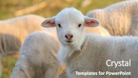  Presentation with field - Presentation having cute white lambs on field background and a  colored foreground