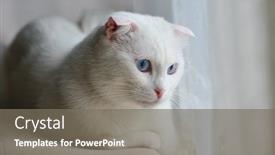  Presentation with blue eyes - Audience pleasing presentation consisting of cute-white-scottish-fold-cat backdrop and a gray colored foreground