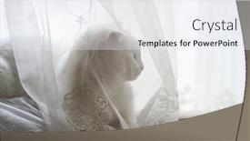  Presentation with blue eyes - Presentation theme featuring cute-white-scottish-fold-cat background and a sky blue colored foreground