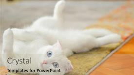  Presentation with fold - Presentation theme featuring cute-white-scottish-fold-cat background and a mint green colored foreground