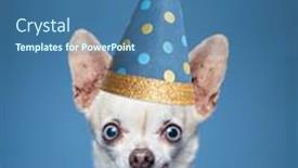  Presentation with wide - Presentation with cute-wide-eyed-chihuahua background and a ocean colored foreground