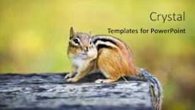 Presentation with cute - Audience pleasing PPT theme consisting of cute-wild-chipmunk-with-one backdrop and a yellow colored foreground
