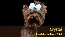  Presentation with forward - Presentation design having cute-yorkie-dog-wearing-bow background and a tawny brown colored foreground