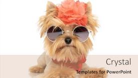  Presentation with attitude - Presentation enhanced with cute-yorkie-dog-with-badass background and a coral colored foreground