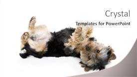  Presentation with cute - Theme consisting of cute-yorkie-playing-dead-isolated background and a white colored foreground