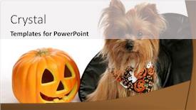  Presentation with witches - Audience pleasing slide set consisting of cute yorkie puppy sitting backdrop and a light gray colored foreground