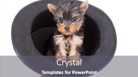  Presentation with show - Cool new theme with cute yorkie toy standing inside of a show hat backdrop and a gray colored foreground