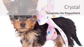 Presentation with pink white - PPT layouts having cute-yorkie-toy-wrapped background and a white colored foreground